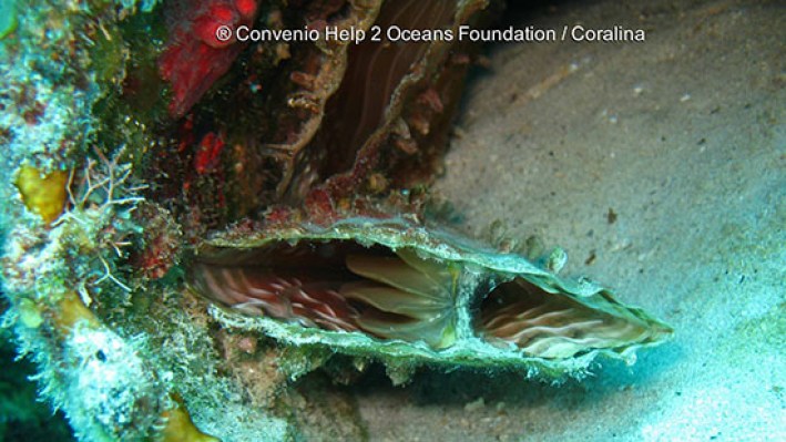 Bivalves (16)
